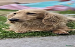 Miniature Dachshund dogs for stud: Kc reg miniature dachshunds for stud  - Image 6
