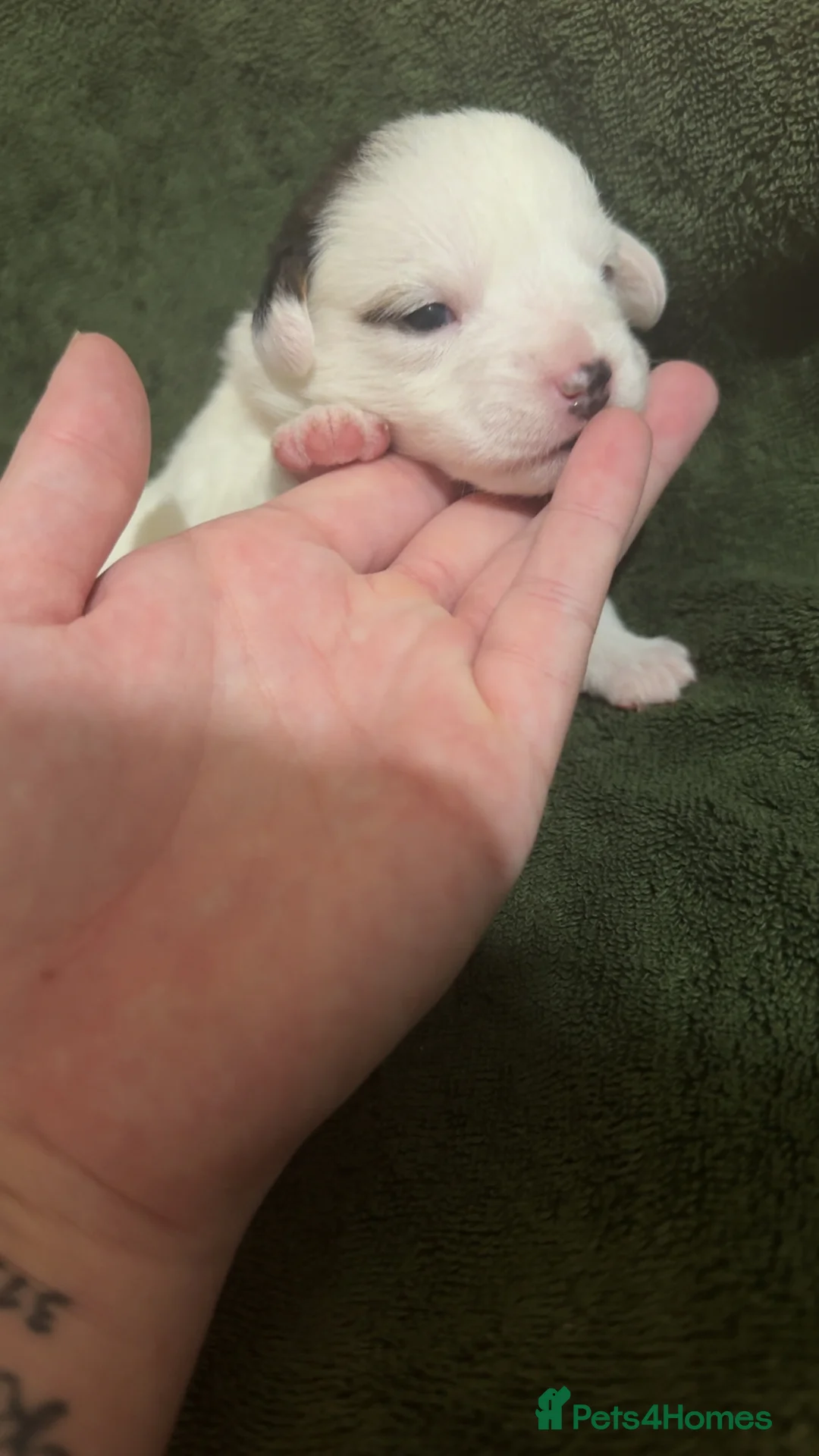 Jack Russell dogs for sale: Jack Russell puppies - Advert 4