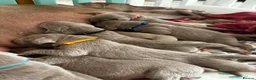 Weimaraner dogs for sale: 🩷Beautiful Silver KC Registered Weimaraner’s🩵 - Advert 3