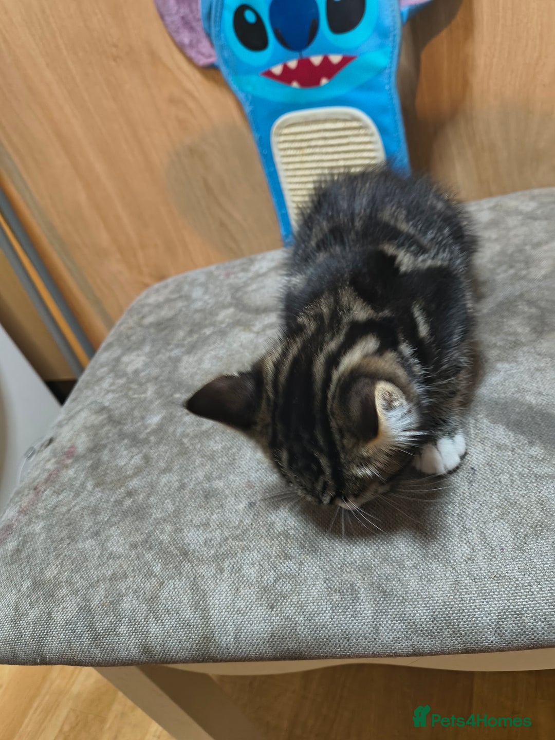 Domestic Shorthair cats for sale: Male kitten - Advert 5