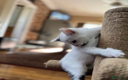 Turkish Angora cats for sale: half turkish angors  - Image 4