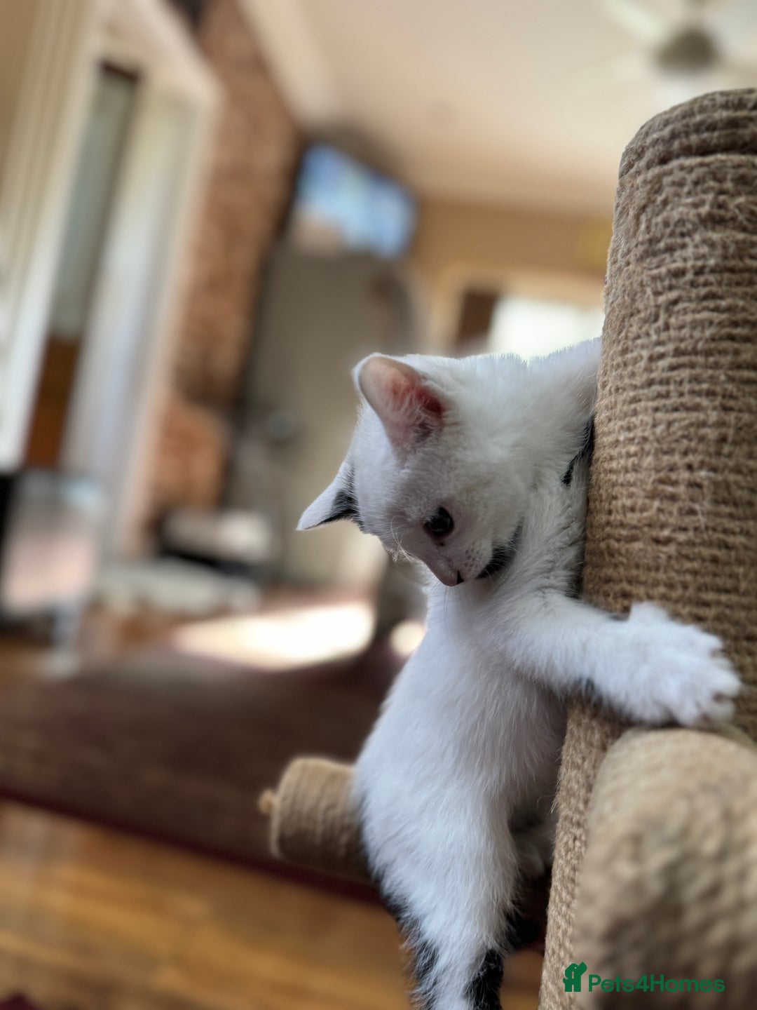 Turkish Angora cats for sale: half turkish angors  - Image 4