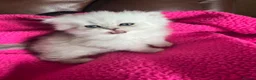Persian cats for sale: Persian silver chinchilla kittens  - Advert 6