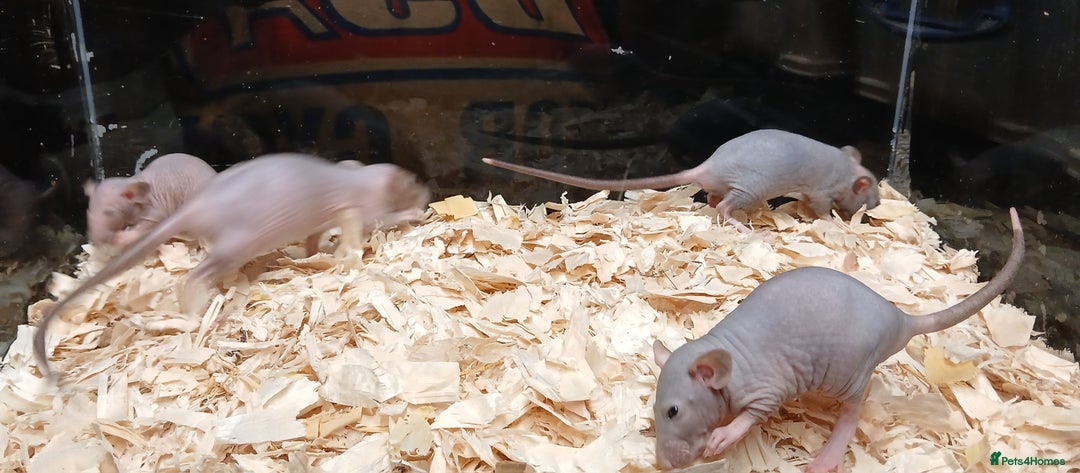 Rat rodents for sale: Baby Dumbo Rats Females  - Image 14