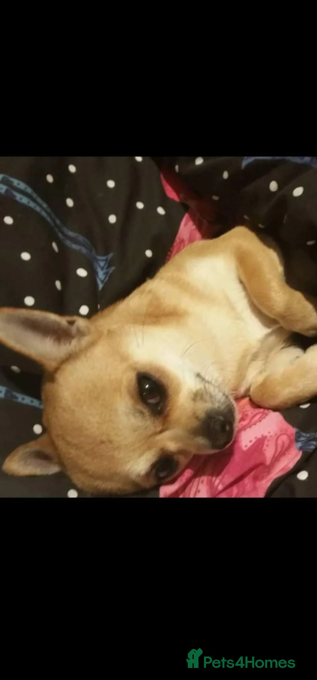 Chihuahua dogs for sale: Chihuahua puppies  in Yeovil - Advert 1