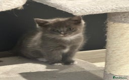 Ragdoll cats for sale: 4 kittens looking for new family  - Image 2