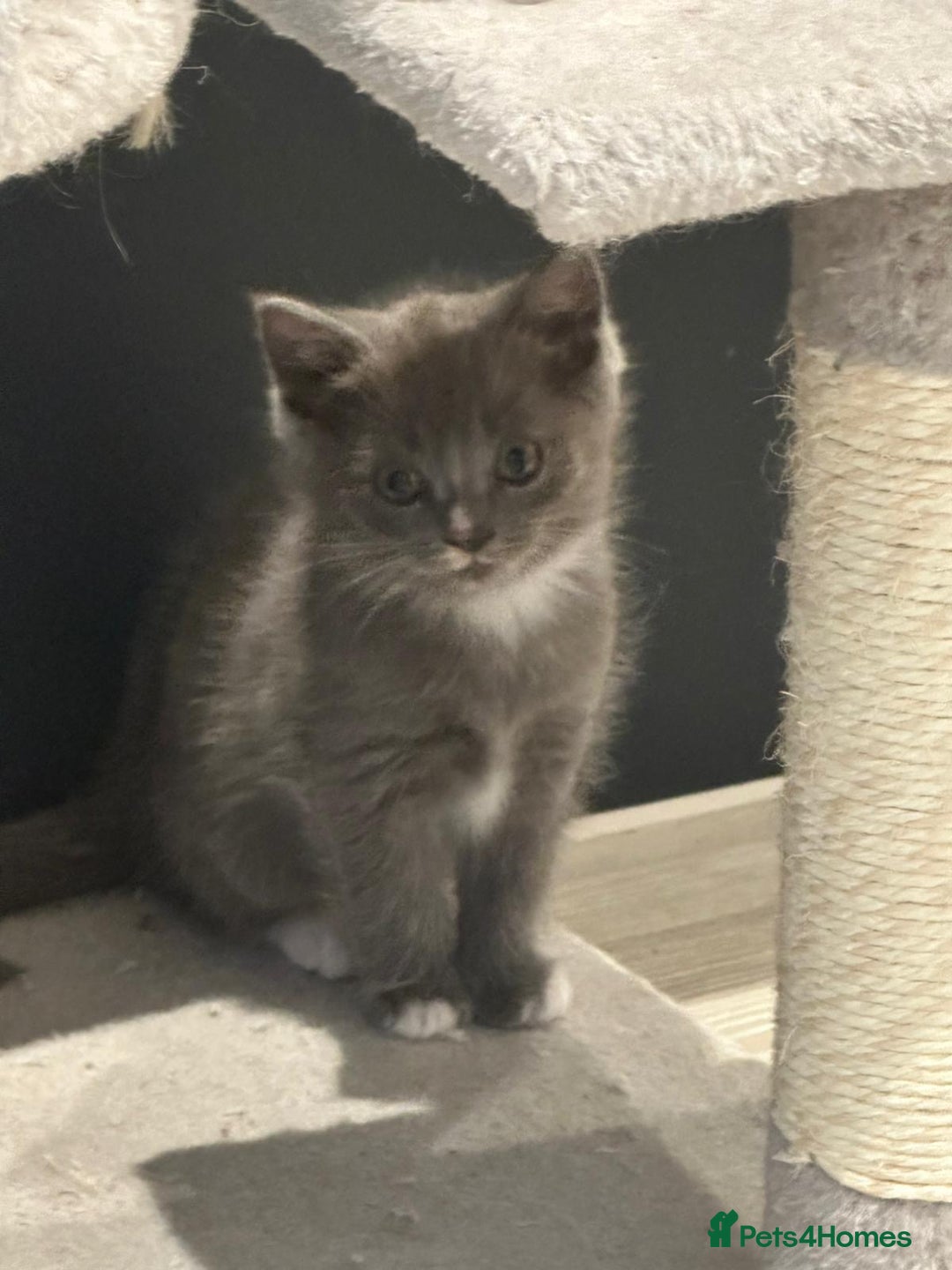 Ragdoll cats for sale: 4 kittens looking for new family  - Image 2