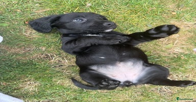 Cocker Spaniel dogs - Advert 7