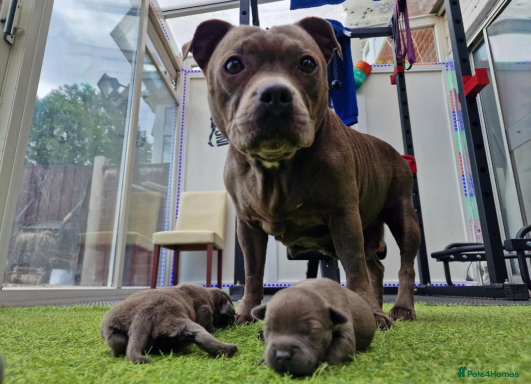Staffordshire Bull Terrier dogs for sale: 2 female Blue Staffordshire Bull Terrier puppy KC - Image 10