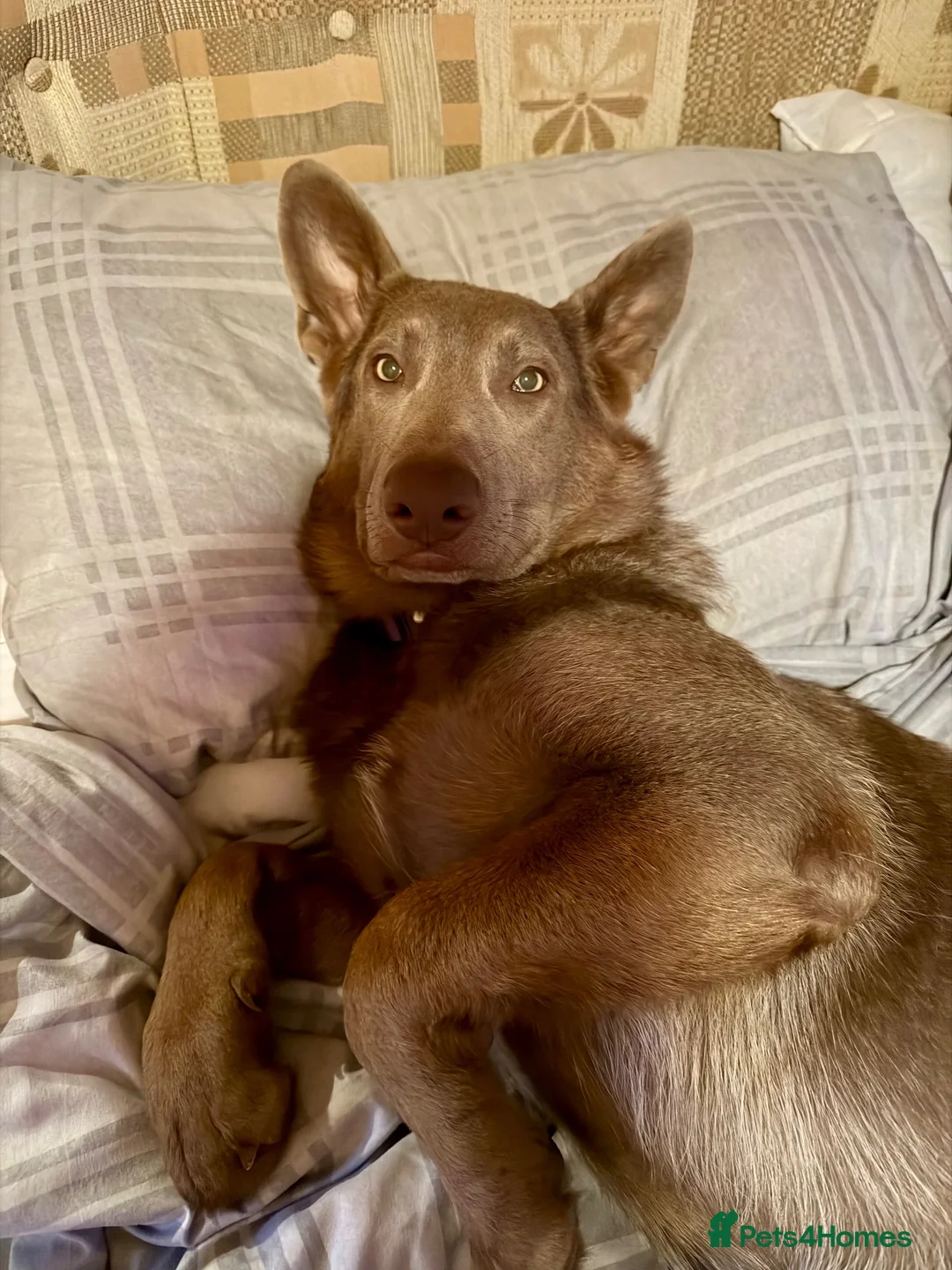 German Shepherd dogs for sale: Isabella German Shepherd  in Paignton - Advert 1