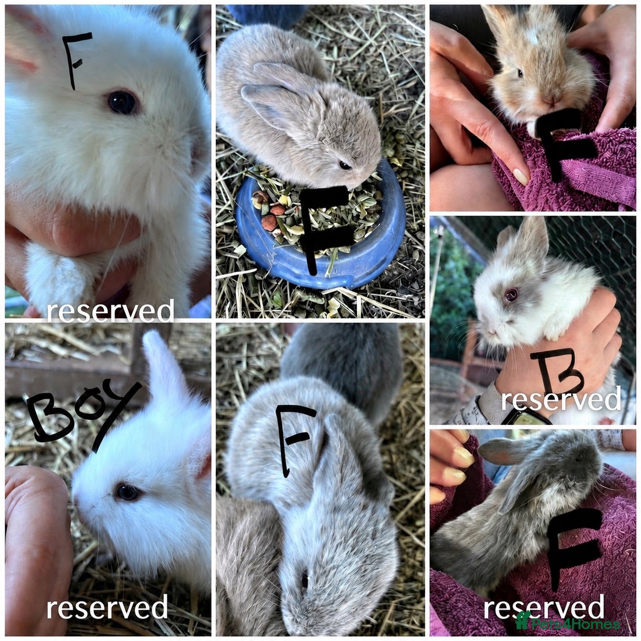 Mixed Breed rabbits Mixed lionhead/ mini loop rabbits  - Advert 24