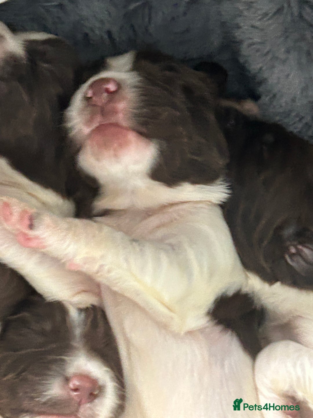 English Springer Spaniel dogs for sale: KC registered Springer spaniels puppies  - Image 26