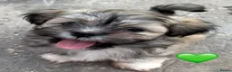 Lhasa Apso dogs for sale: Four Beautiful Lhasa Apso Pups RKC reg GPRA4 Clear - Advert 10