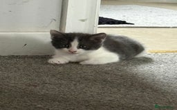 Mixed Breed cats for sale: 3 kitten for sale - Image 2