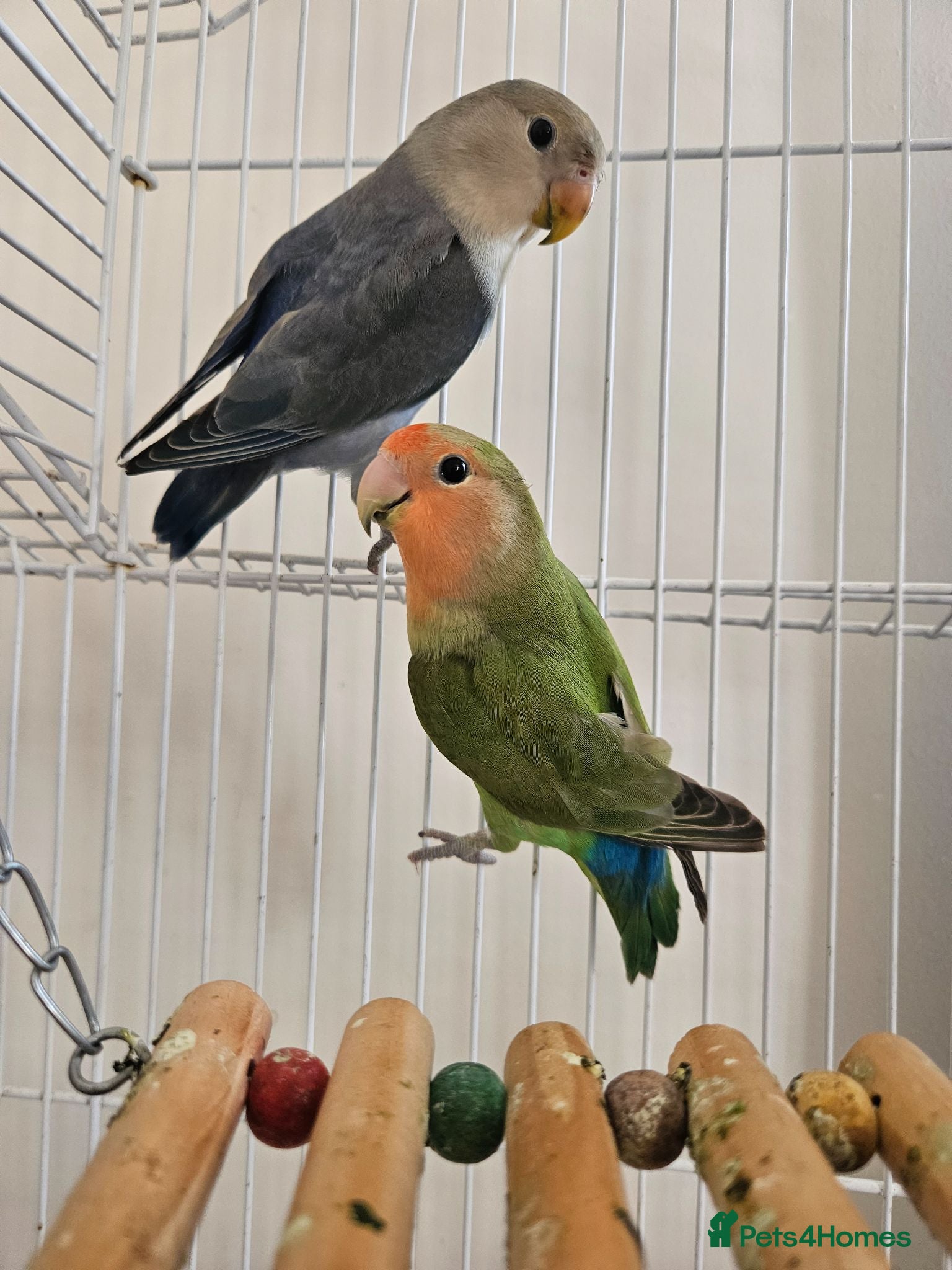 Lovebirds birds Bonded Lovebirds - Advert 3