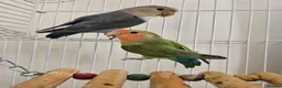Lovebirds birds for sale: Bonded Lovebirds - Advert 1