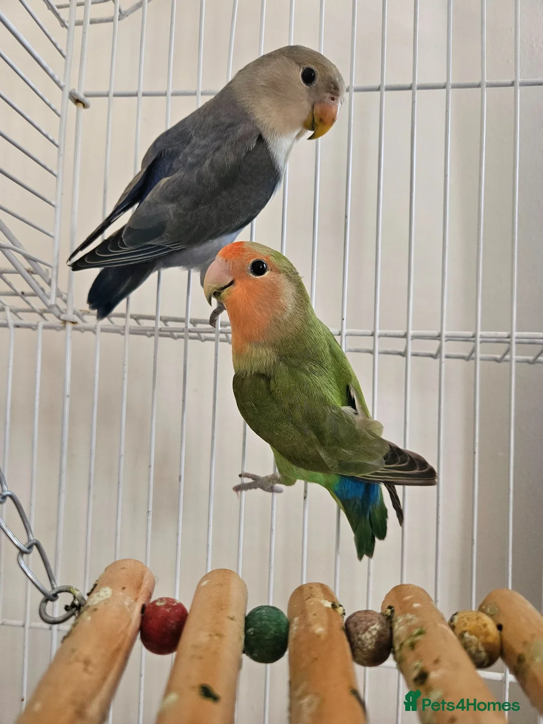 Lovebirds birds for sale: Bonded Lovebirds - Advert 1