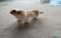 Shih Tzu dogs for stud: Stud  - Image 1
