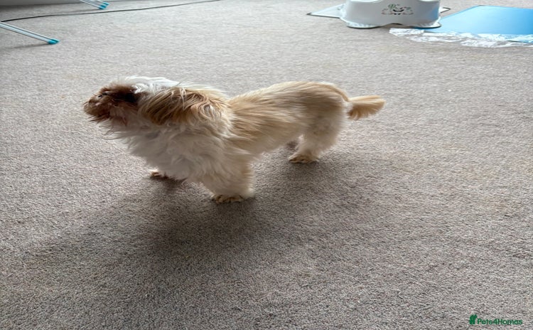 Shih Tzu dogs - Advert 2