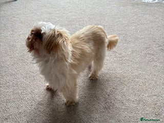 Shih Tzu dogs - Advert 13