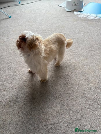 Shih Tzu dogs - Advert 1