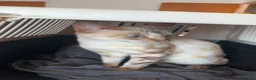 Bengal cats for sale: Snow Marble Bengal - Advert 3