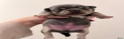 Chihuahua dogs for sale: Chihuahua boys  - Advert 16