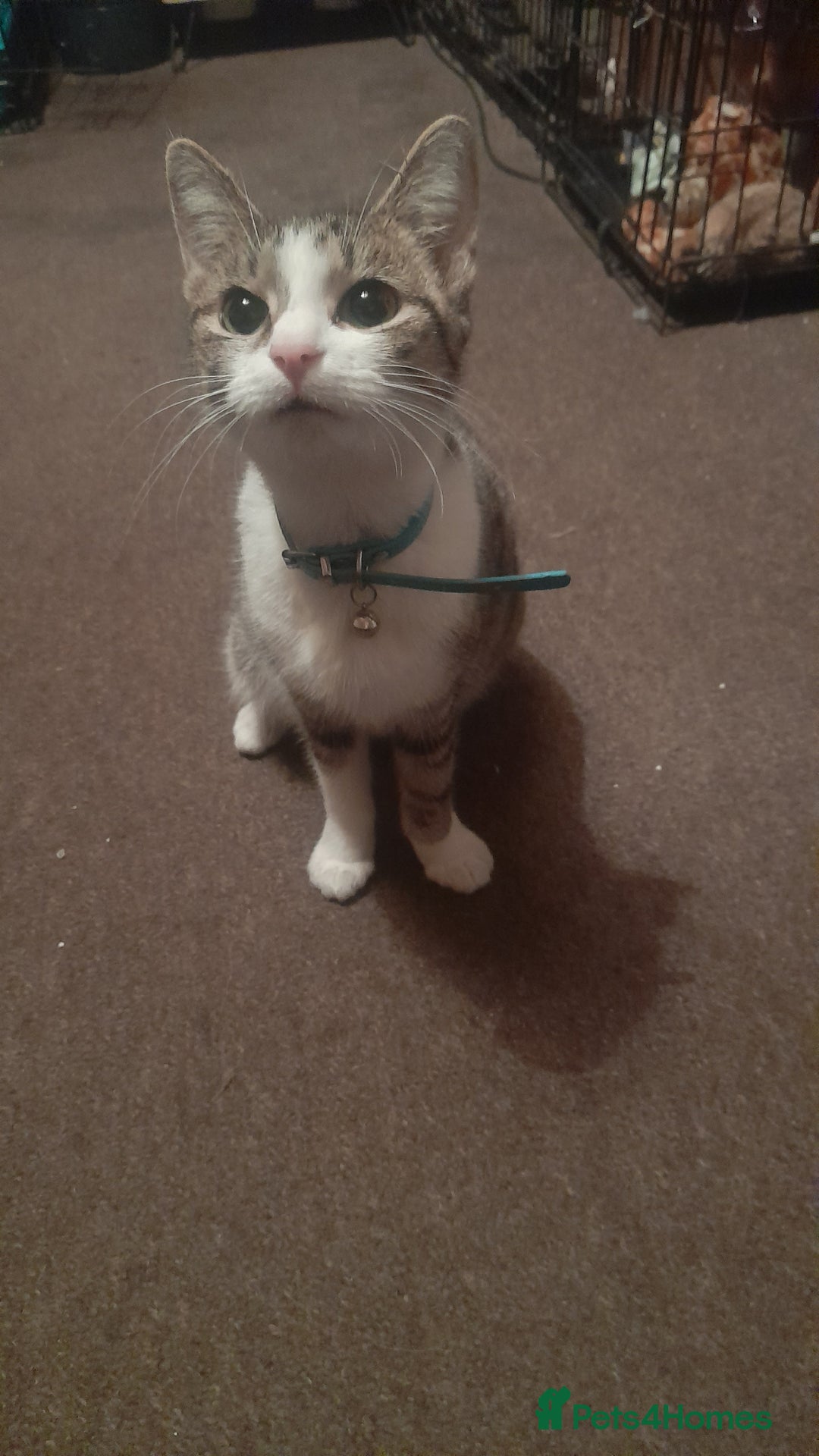 Mixed Breed cats for sale: 6 beautiful male kittens - Advert 1