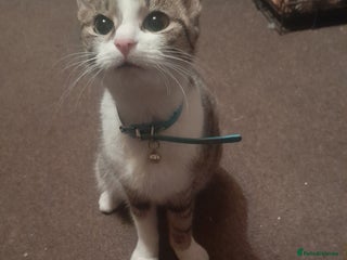 Mixed Breed cats 6 beautiful male kittens - Advert 1