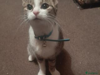 Mixed Breed cats 6 beautiful male kittens - Advert 20