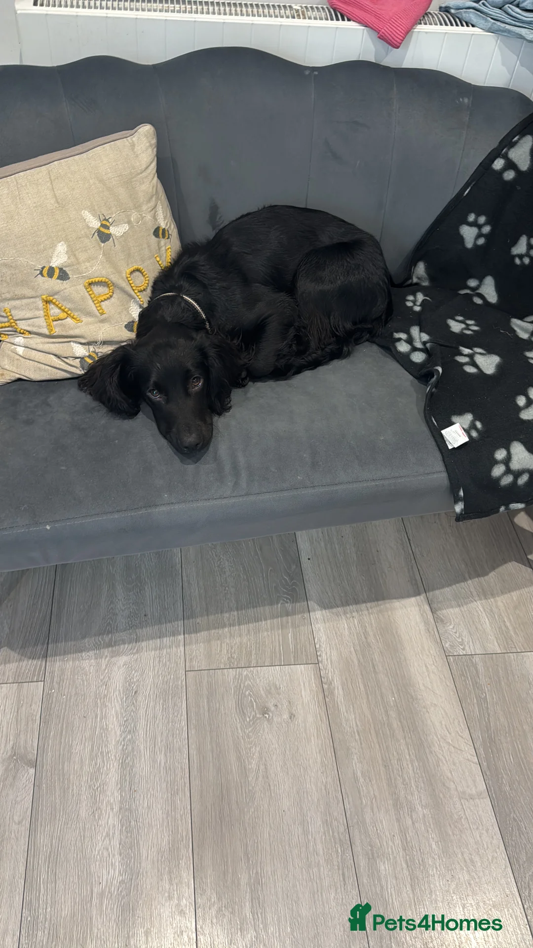 Cocker Spaniel dogs for sale: Gorgeous 8 month old cocker spaniel boy  - Advert 1