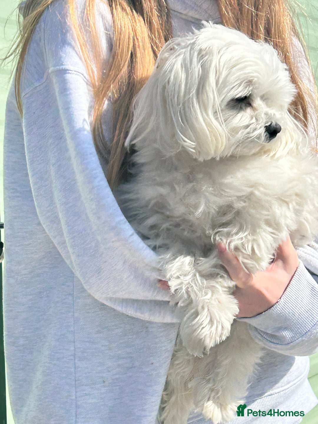 Maltese dogs for stud: KC reg Maltese STUD in Coatbridge - Advert 5