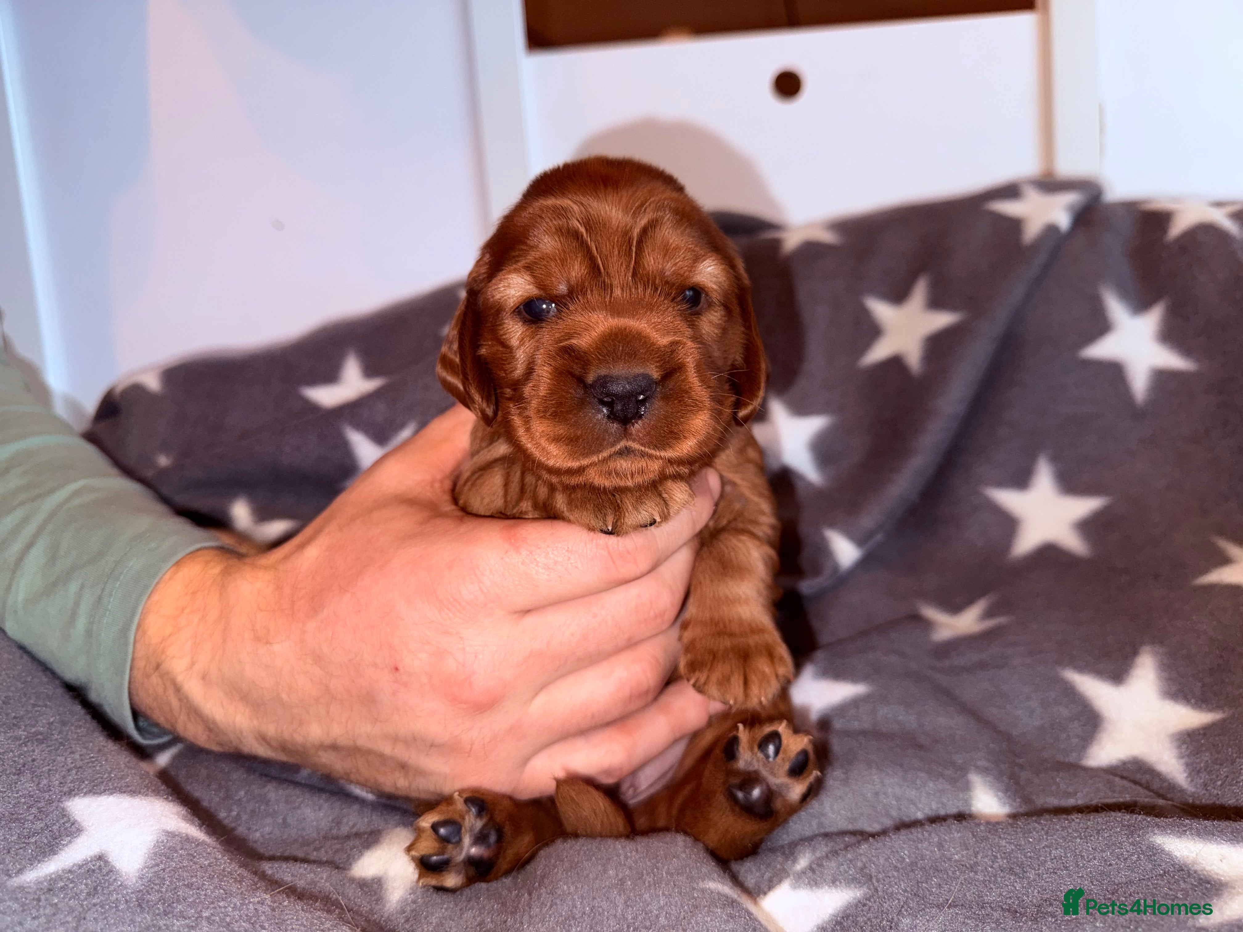 Cocker Spaniel dogs Chunky Cocker Spaniel Puppies 🤩🥰 - Advert 1