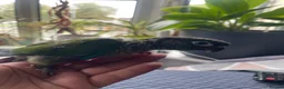 Conures birds for sale: Handreared green cheek conure baby in Manchester - Advert 2