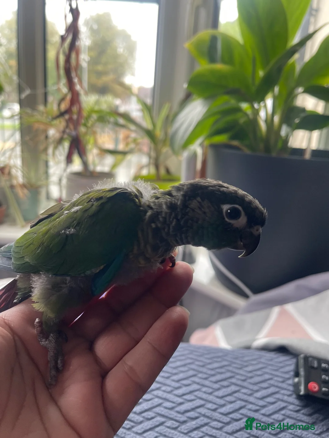 Conures birds for sale: Handreared green cheek conure baby in Manchester - Advert 2