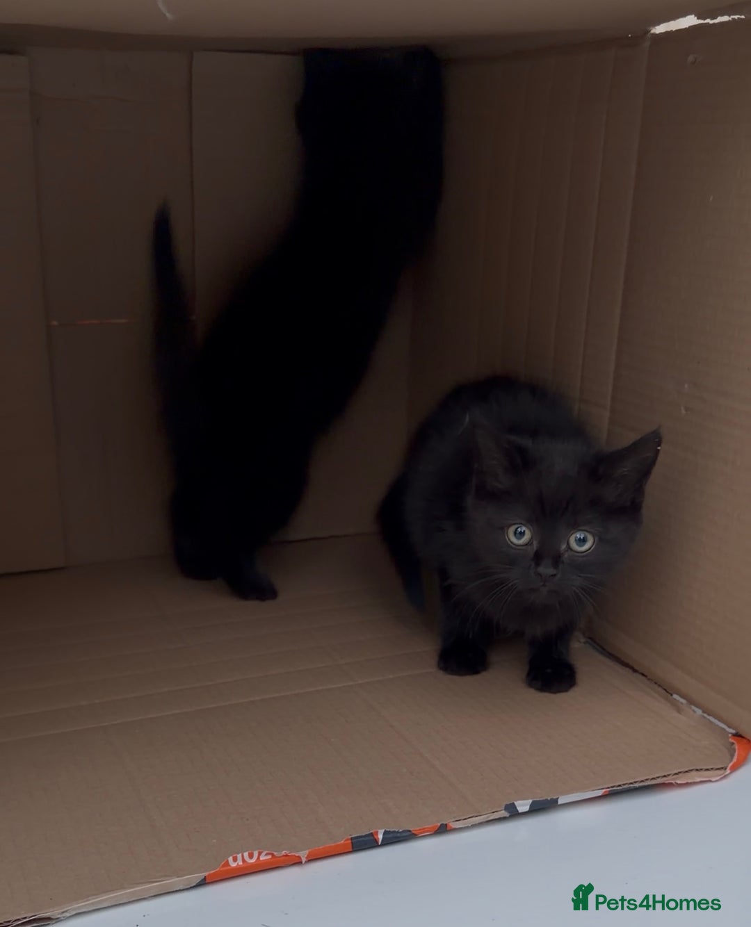 Mixed Breed cats for sale: Beautiful Turkish Angora X Fluffy Tabby Kittens - Advert 4