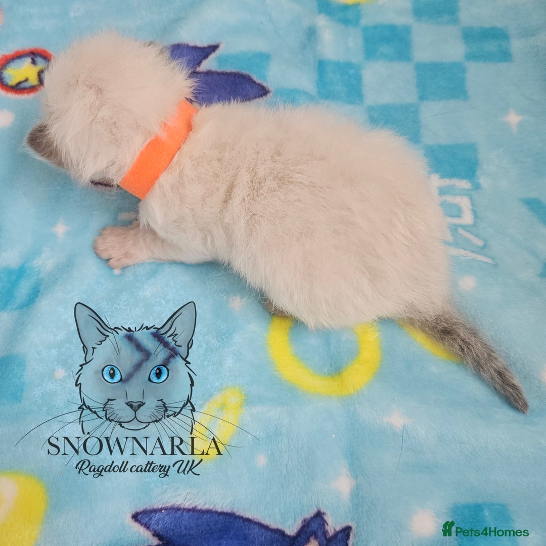 Ragdoll cats for sale: 5 Tica Boys Chocolate Point, Black Solid Mit,Blue  - Image 13