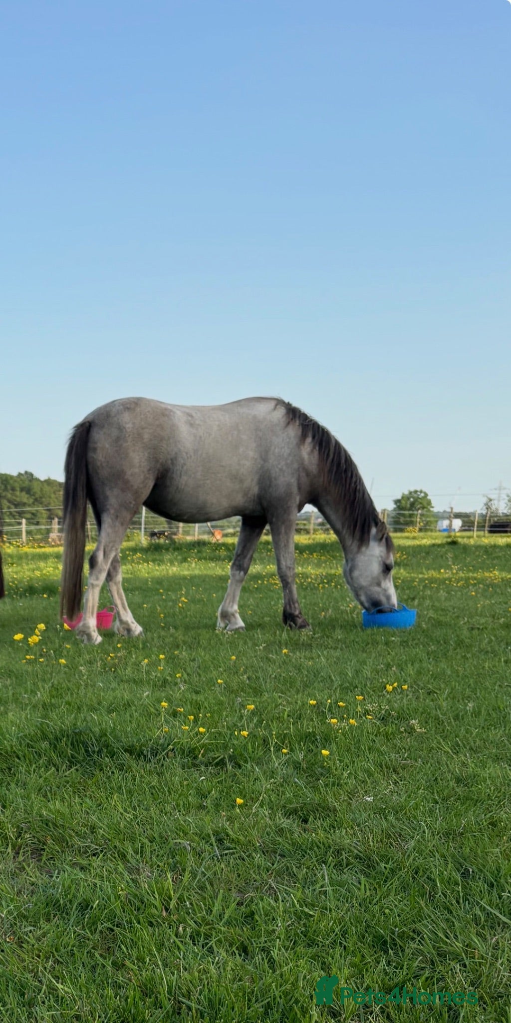 Welsh Section A horses 11.2 Welsh section A - Advert 1