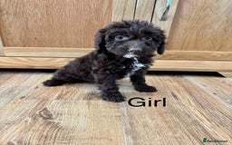 Cockapoo dogs for sale: Cockapoo Puppies Ready Now Fully Vaccinated  - Advert 12