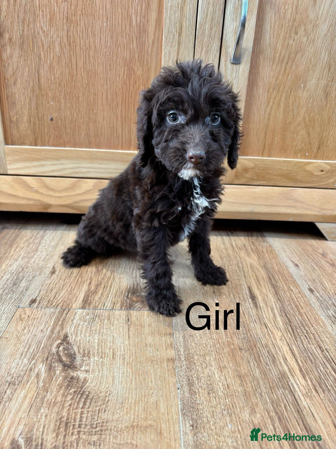 Cockapoo dogs for sale: Cockapoo Puppies Ready Now Fully Vaccinated  - Advert 12