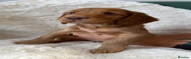 Cocker Spaniel 2