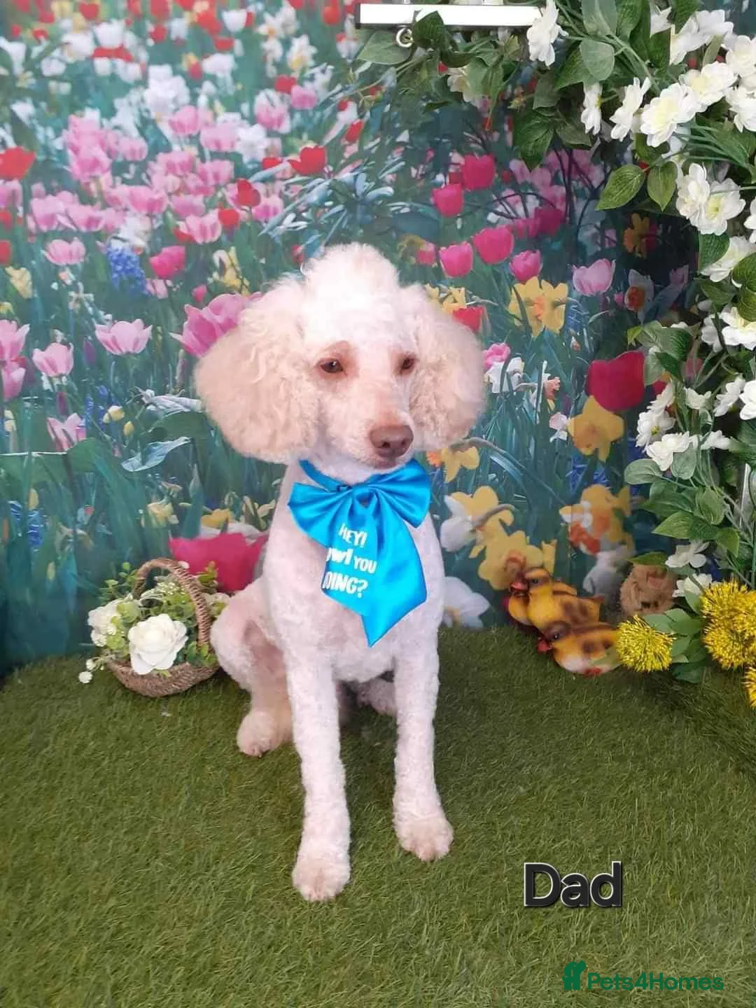 Cockapoo dogs for sale: Gorgeous Cockapoos from health-tested parents. - Advert 2