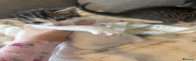 Mixed Breed 3