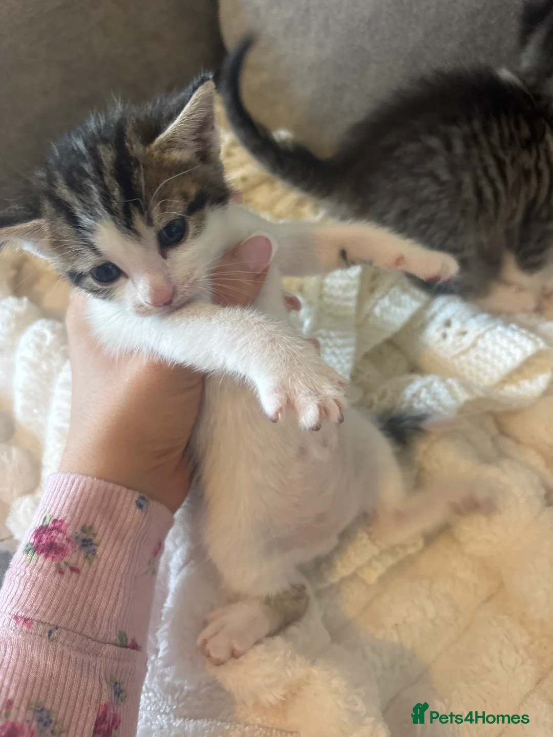 Mixed Breed cats for sale: Male kittens  - Advert 2