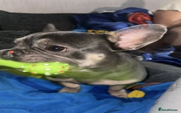 French Bulldog dogs for sale: Rocky looking for forever home. - Image 5
