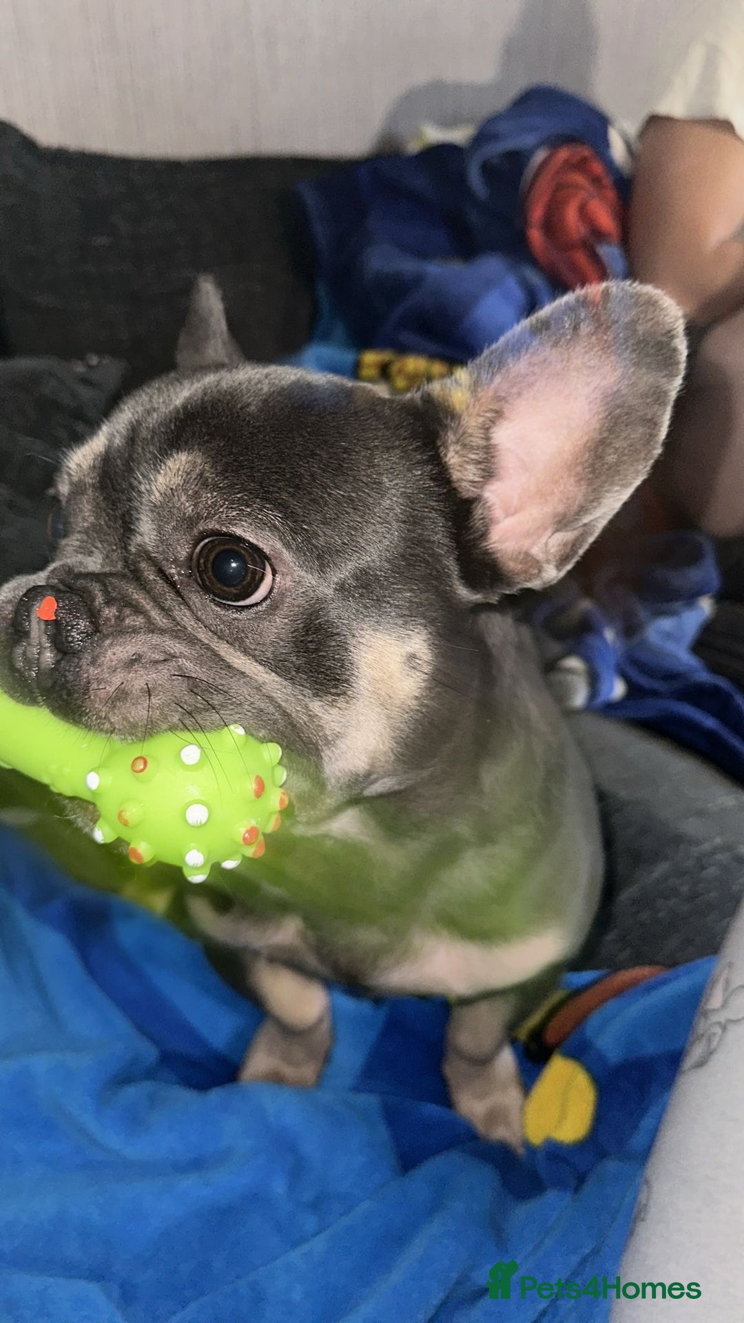 French Bulldog dogs for sale: Rocky looking for forever home. - Image 5