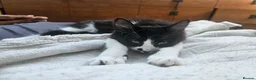 British Shorthair cats for sale: 2 Female Black and White kittens - Advert 10