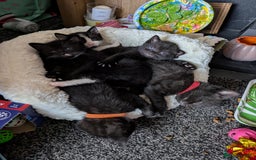 Domestic Shorthair cats for sale: 3 Kittens for Sale - Image 1