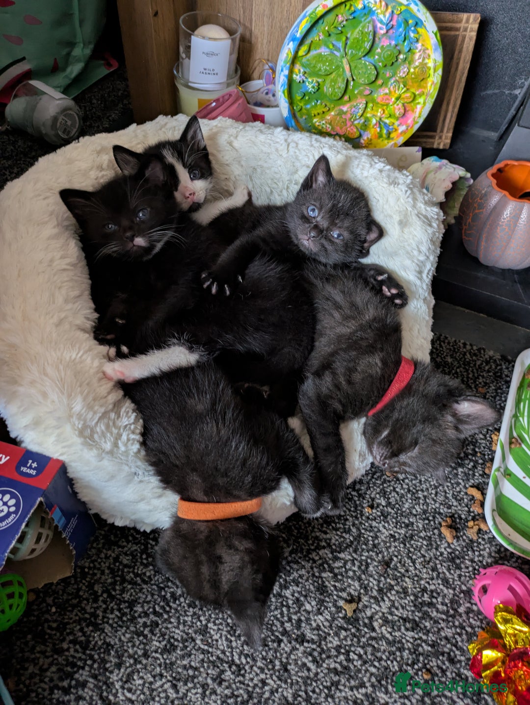 Domestic Shorthair cats for sale: 3 Kittens for Sale - Image 1