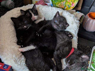 Domestic Shorthair cats - Advert 19